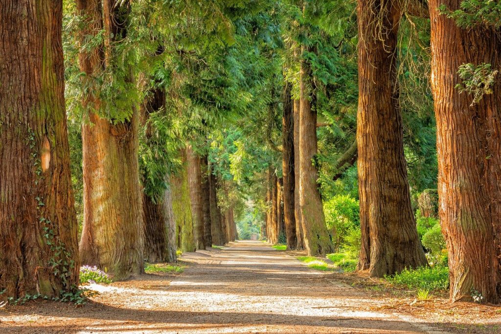 avenue, trees, tree lined